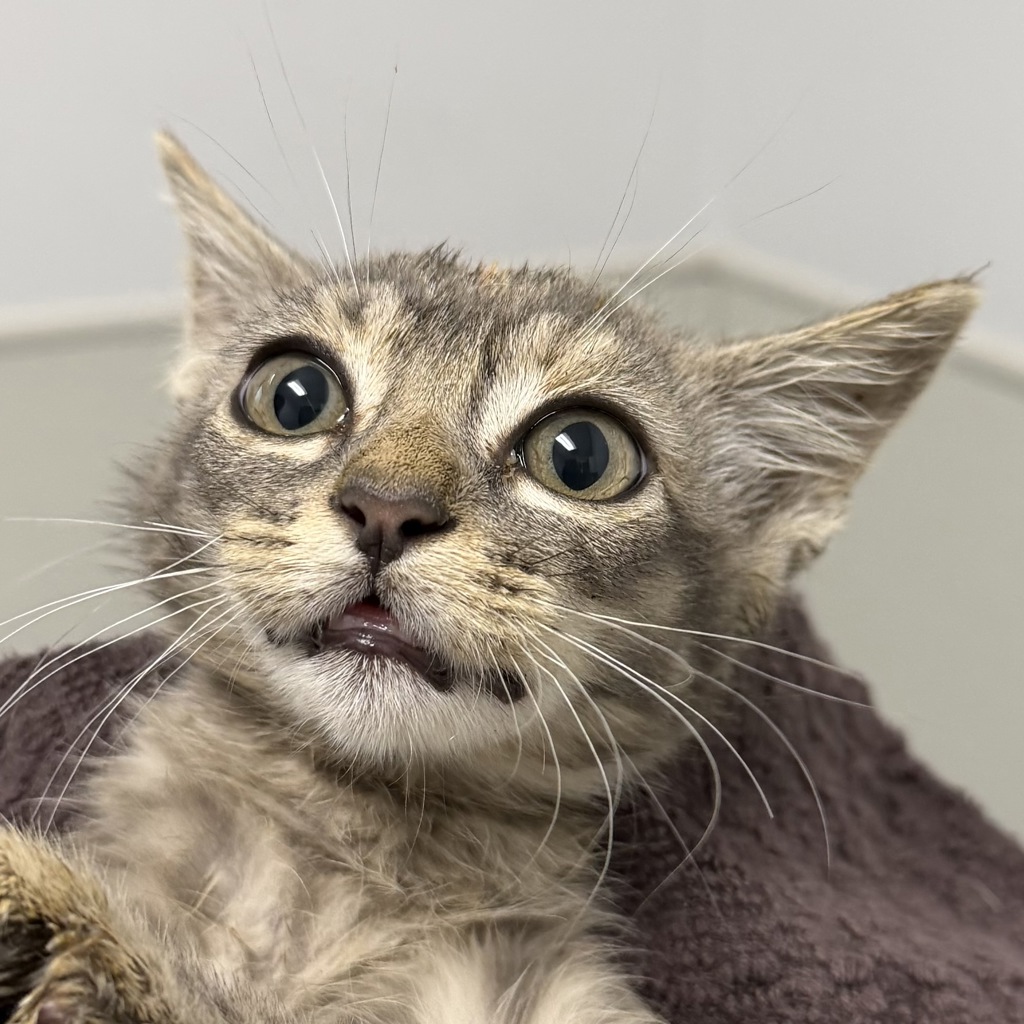 Shelter Stray Female Cat last seen Near Via Del Mesonero, San Diego, CA, 92173, 5500 Gaines St, San Diego, CA 92110, USA