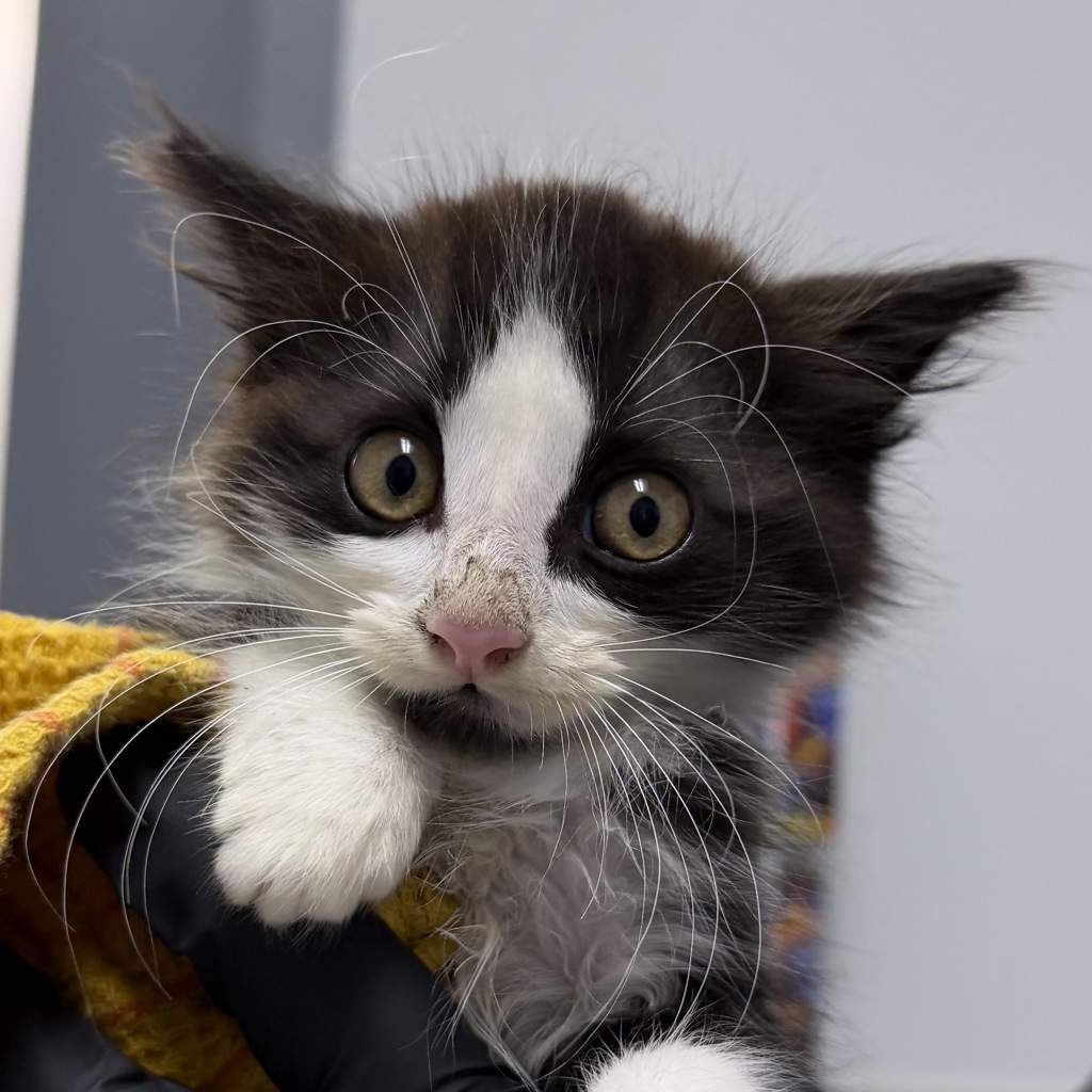 Shelter Stray Male Cat last seen Near Vacation Road, San Diego, CA, 92109, 5500 Gaines St, San Diego, CA 92110, USA