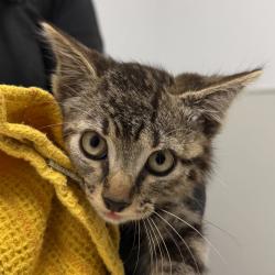 Shelter Stray Male Cat last seen Near Vacation Road, San Diego, CA, 92109, 5500 Gaines St, San Diego, CA 92110, USA