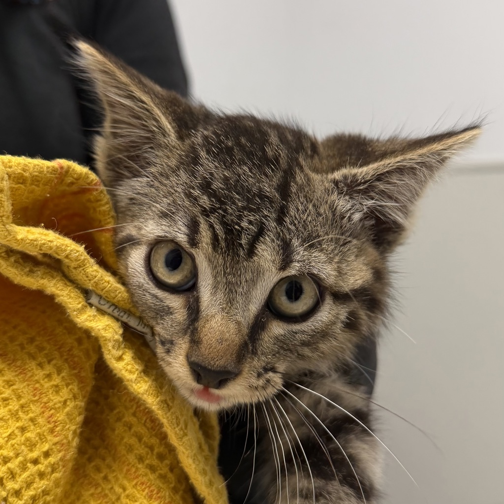 Shelter Stray Male Cat last seen Near Vacation Road, San Diego, CA, 92109, 5500 Gaines St, San Diego, CA 92110, USA