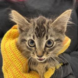 Shelter Stray Female Cat last seen Near Vacation Road, San Diego, CA, 92109, 5500 Gaines St, San Diego, CA 92110, USA