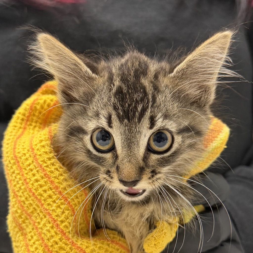 Shelter Stray Female Cat last seen Near Vacation Road, San Diego, CA, 92109, 5500 Gaines St, San Diego, CA 92110, USA