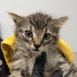 Shelter Stray Male Cat last seen Near Vacation Road, San Diego, CA, 92109, 5500 Gaines St, San Diego, CA 92110, USA