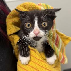Shelter Stray Male Cat last seen Near Vacation Road, San Diego, CA, 92109, 5500 Gaines St, San Diego, CA 92110, USA