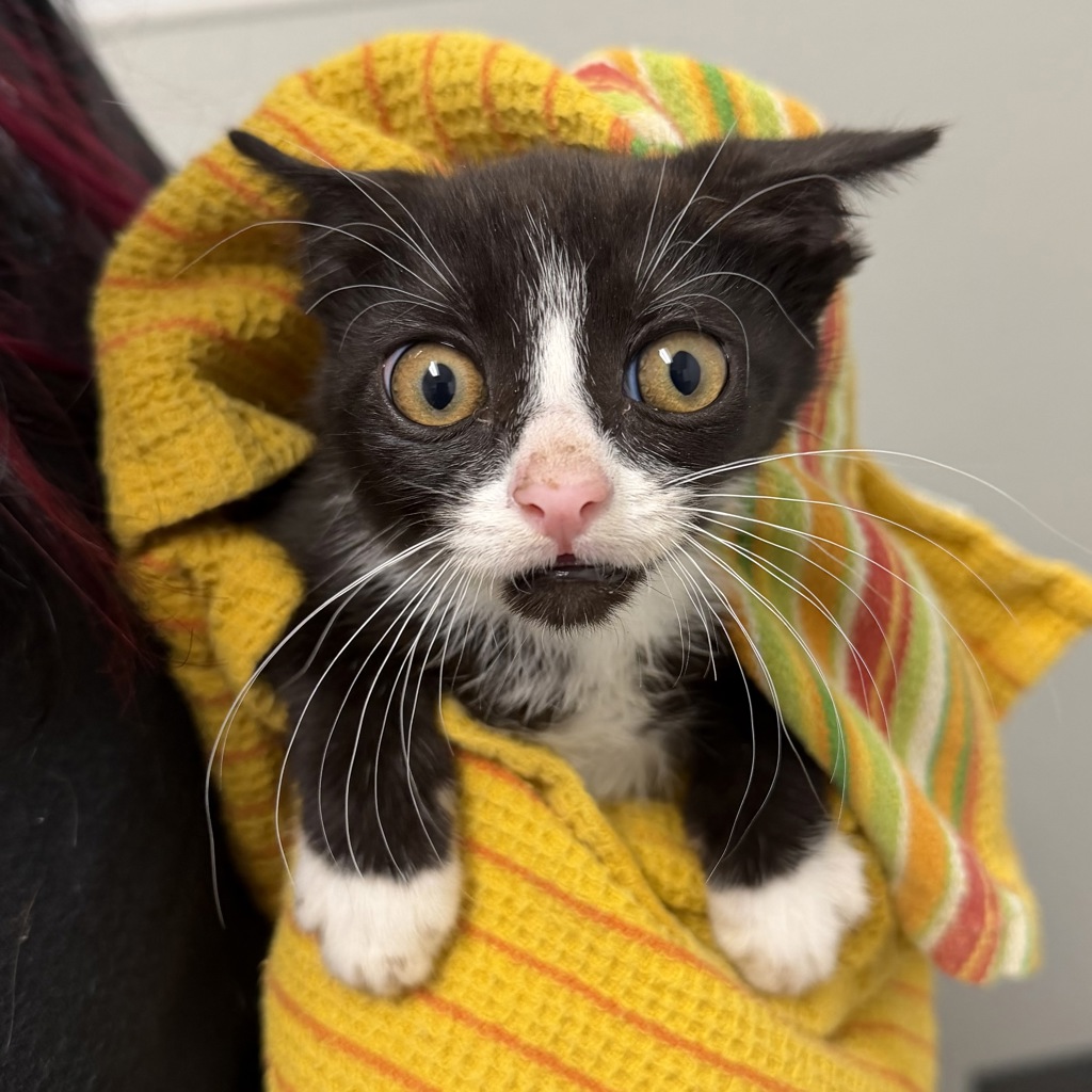 Shelter Stray Male Cat last seen Near Vacation Road, San Diego, CA, 92109, 5500 Gaines St, San Diego, CA 92110, USA
