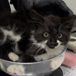 Shelter Stray Male Cat last seen Near Vacation Road, San Diego, CA, 92109, 5500 Gaines St, San Diego, CA 92110, USA