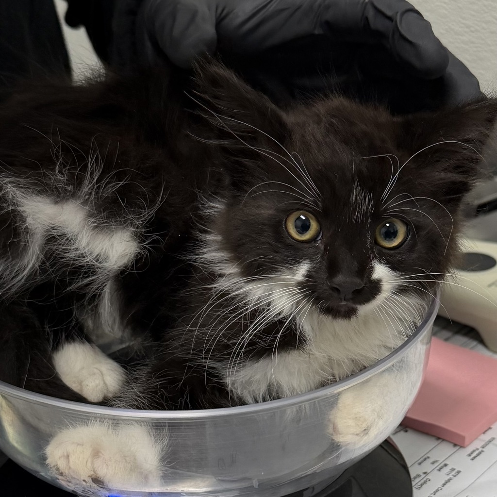 Shelter Stray Male Cat last seen Near Vacation Road, San Diego, CA, 92109, 5500 Gaines St, San Diego, CA 92110, USA