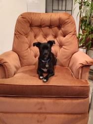 Reunited Male Dog last seen Bates and Sherman, Englewood, CO 80113