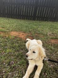 Found/Stray Unknown Dog last seen Near Red Shed Lane, Charlotte, NC 28269