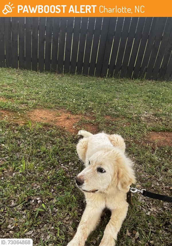Found/Stray Unknown Dog last seen Near Red Shed Lane, Charlotte, NC 28269