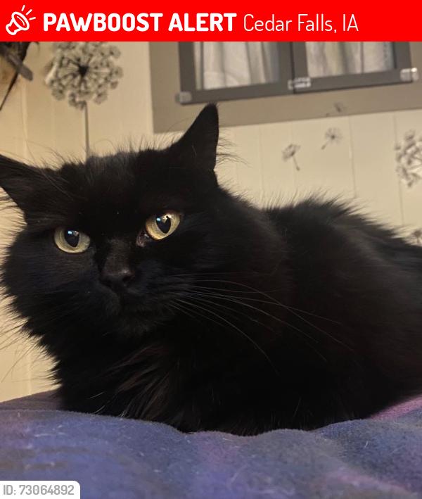 Lost Female Cat last seen Greenhill village, Cedar Falls, IA 50613