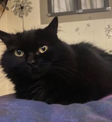 Lost Female Cat last seen Greenhill village, Cedar Falls, IA 50613