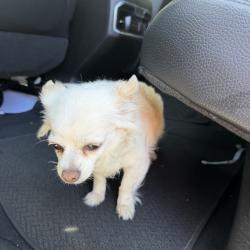 Found/Stray Female Dog last seen Colorado and Jewell, Denver, CO 80219