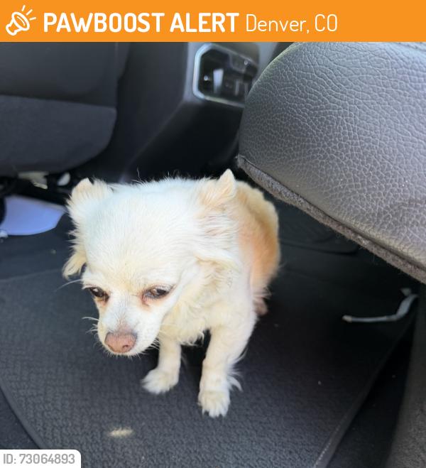 Found/Stray Female Dog last seen Colorado and Jewell, Denver, CO 80219
