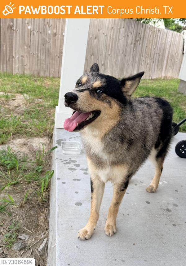 Found/Stray Male Dog last seen Madelyn ests, Corpus Christi, TX 78410