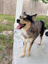 Found/Stray Male Dog last seen Madelyn ests, Corpus Christi, TX 78410