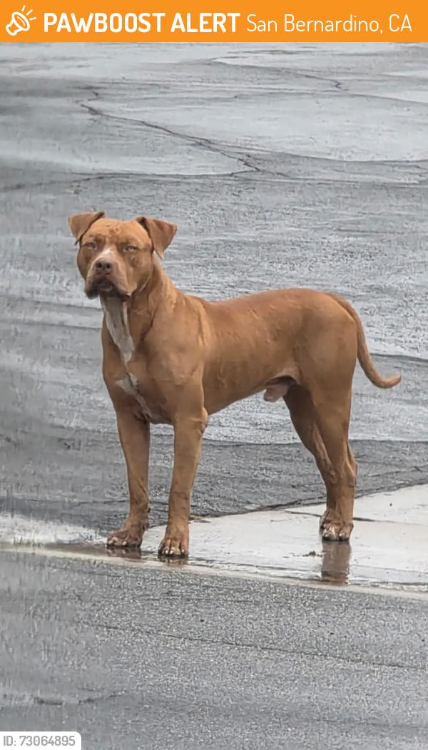 Found/Stray Male Dog last seen Parkside drive & Avery Avery San Bernardino, Ca 92404, San Bernardino, CA 92404