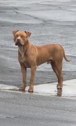 Found/Stray Male Dog last seen Parkside drive & Avery Avery San Bernardino, Ca 92404, San Bernardino, CA 92404