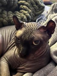 Reunited Female Cat last seen Richmond and Ann Arbor - Briarmeadow , Houston, TX 77063