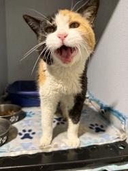 Found/Stray Unknown Cat last seen Lino Lakes, Lino Lakes, MN 55014
