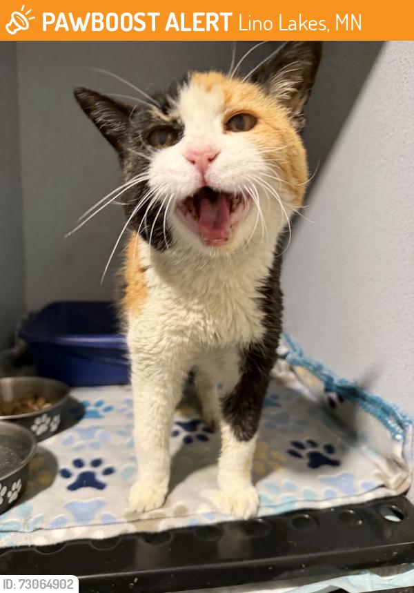Found/Stray Unknown Cat last seen Lino Lakes, Lino Lakes, MN 55014