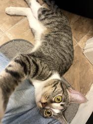Found/Stray Female Cat last seen Near P Street, Sacramento, CA 95816