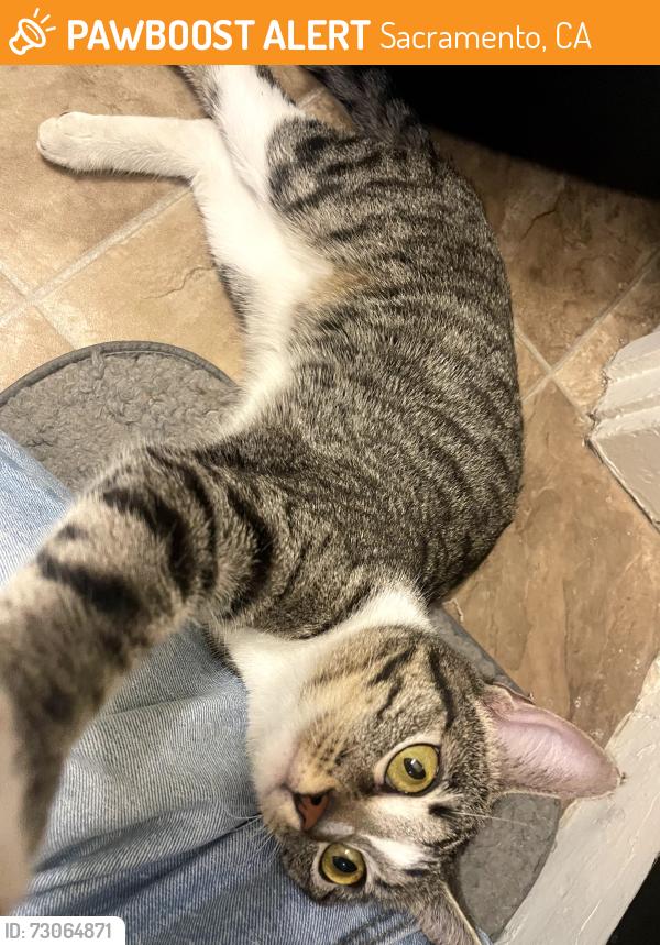 Found/Stray Female Cat last seen Near P Street, Sacramento, CA 95816