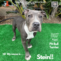 Shelter Stray Male Dog last seen , 6621 Westminster Ave, Garden Grove, CA 92844, USA