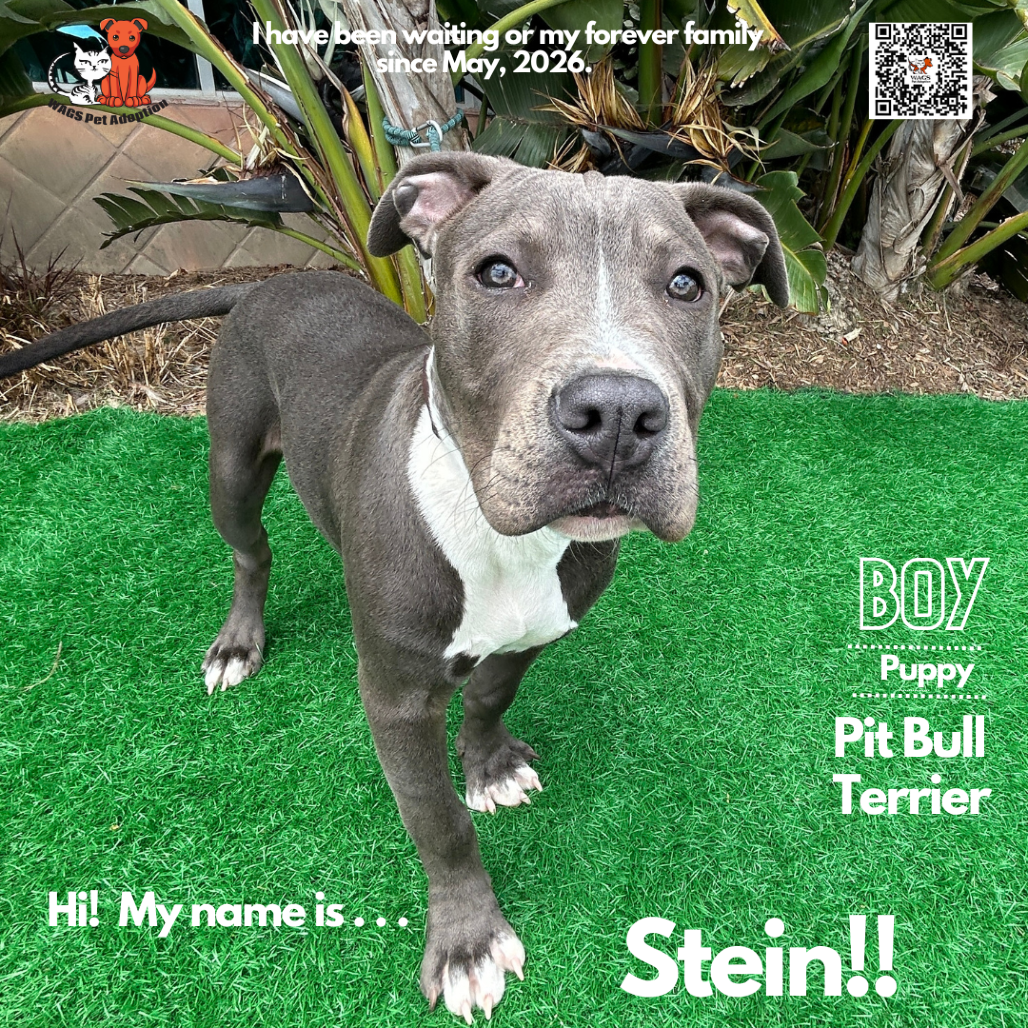 Shelter Stray Male Dog last seen , 6621 Westminster Ave, Garden Grove, CA 92844, USA
