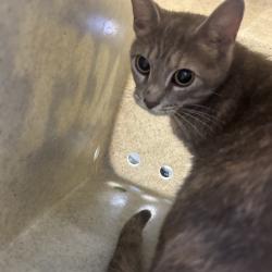 Shelter Stray Female Cat last seen , Animal Care & Control Team of Philly, 111 W Hunting Park Ave, Philadelphia, PA 19140, USA
