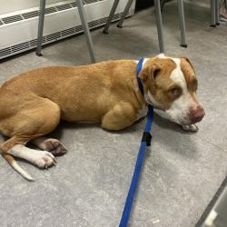 Shelter Stray Female Dog last seen , Animal Care & Control Team of Philly, 111 W Hunting Park Ave, Philadelphia, PA 19140, USA