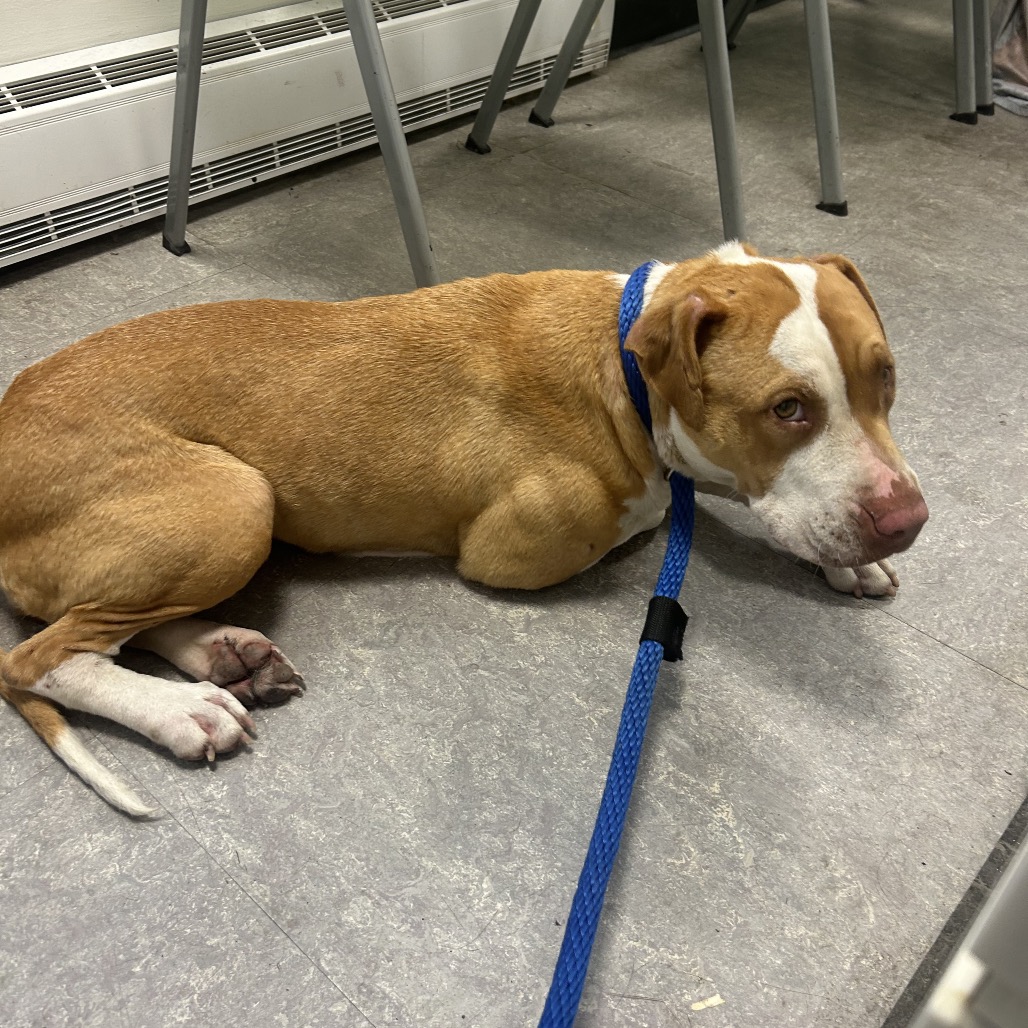 Shelter Stray Female Dog last seen , Animal Care & Control Team of Philly, 111 W Hunting Park Ave, Philadelphia, PA 19140, USA