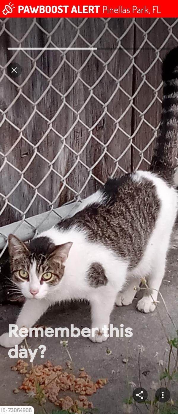 Lost Female Cat last seen Pinellas Park, Pinellas Park, FL 33781