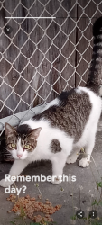 Lost Female Cat last seen Pinellas Park, Pinellas Park, FL 33781