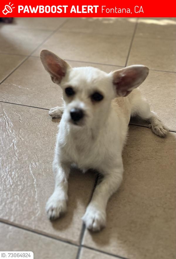 Lost Male Dog last seen Fontana, Fontana, CA 92335