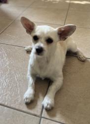 Lost Male Dog last seen Fontana, Fontana, CA 92335