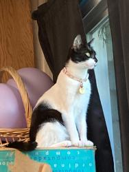 Lost Female Cat last seen Comed Greenway Trail , Bolingbrook, IL 60440