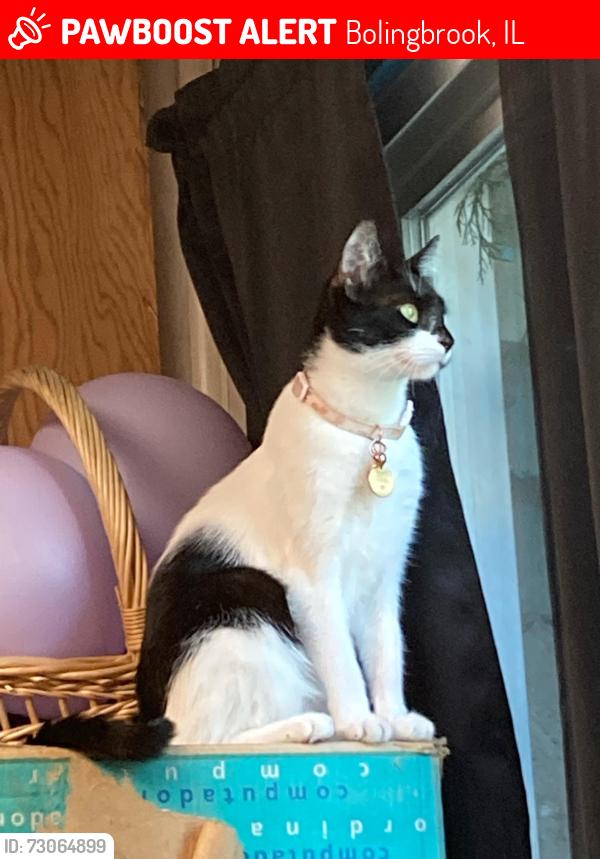 Lost Female Cat last seen Comed Greenway Trail , Bolingbrook, IL 60440