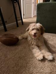 Lost Male Dog last seen Days inn, DS lounge and surround neighborhoods- Reynoldsburg OH, Reynoldsburg, OH 43068