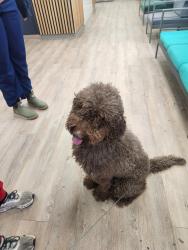 Reunited Female Dog last seen Veterans hosp, by the bridge, Tuscaloosa, AL 35404