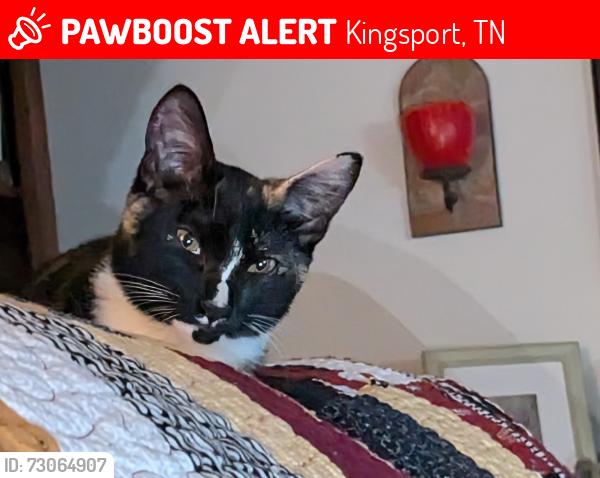 Lost Female Cat last seen Stuffle Street area, Kingsport, TN 37660