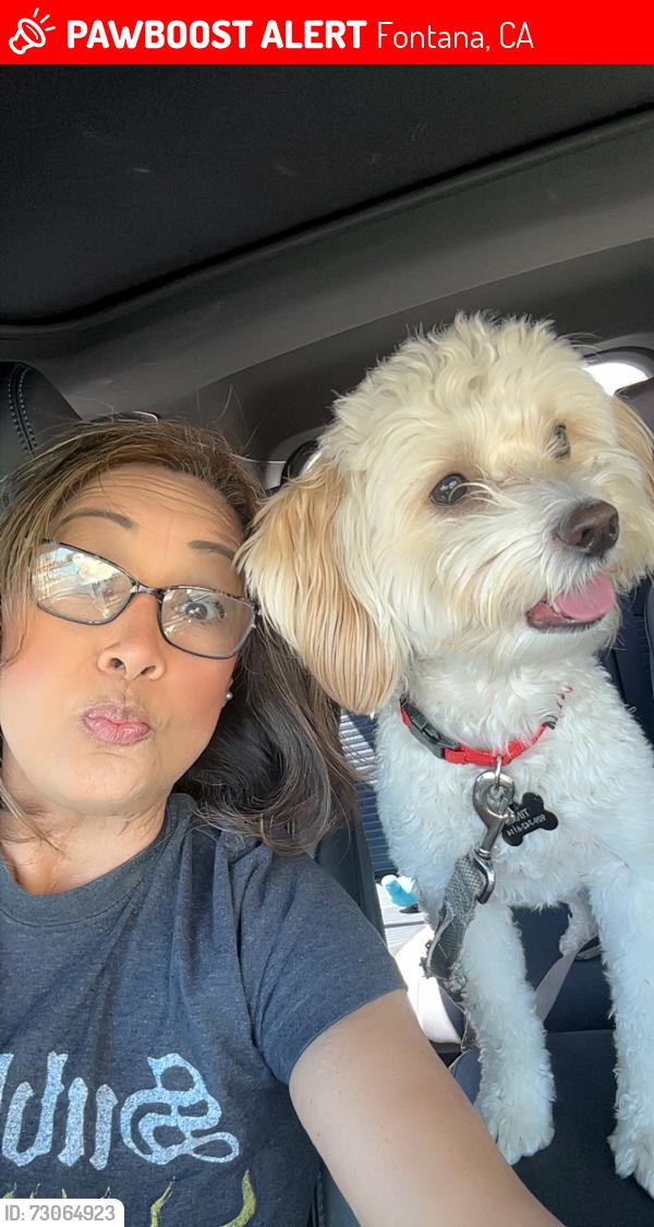 Lost Male Dog last seen Cherry, Fontana, CA 92337