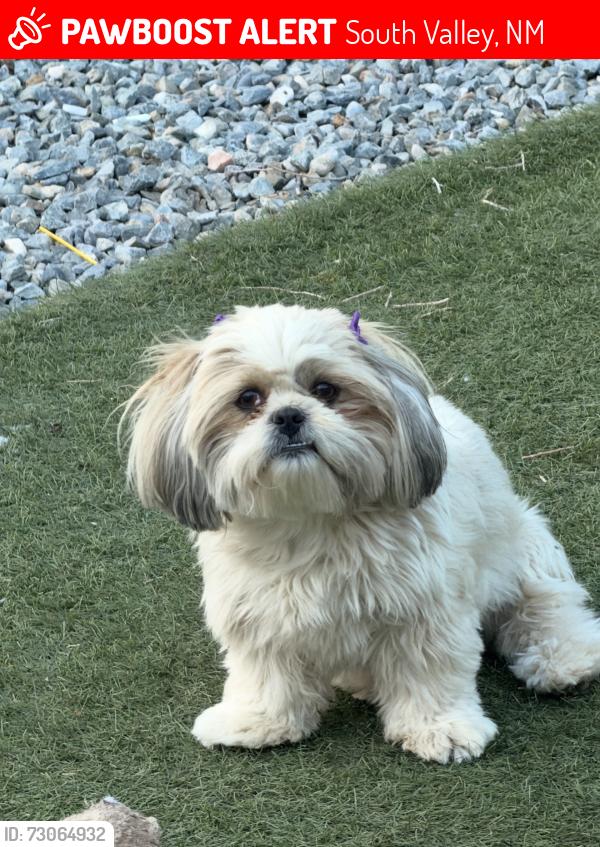 Lost Female Dog last seen Isleta and Shadyside dr, South Valley, NM 87105