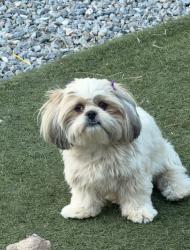 Lost Female Dog last seen Isleta and Shadyside dr, South Valley, NM 87105