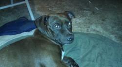 Lost Male Dog last seen East 3rd Street, San Jacinto CA., San Jacinto, CA 92583