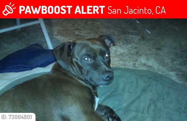 Lost Male Dog last seen East 3rd Street, San Jacinto CA., San Jacinto, CA 92583