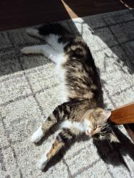 Reunited Female Cat last seen Tupper park, Sandy, OR 97055
