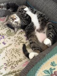 Lost Female Cat last seen Albemarle and Harrisburg, Charlotte, NC 28227