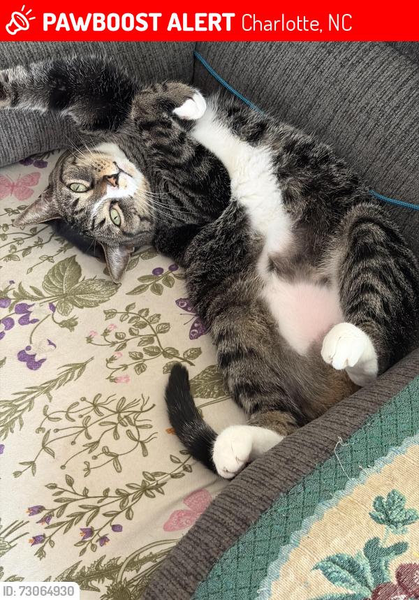 Lost Female Cat last seen Albemarle and Harrisburg, Charlotte, NC 28227