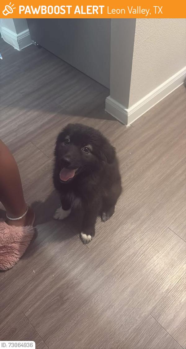 Found/Stray Male Dog last seen Timberhill commons apmts, Leon Valley, TX 78238